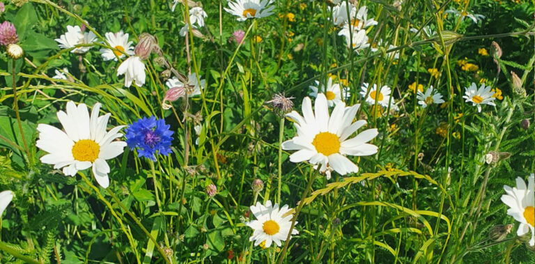 a close up of wildflowers
