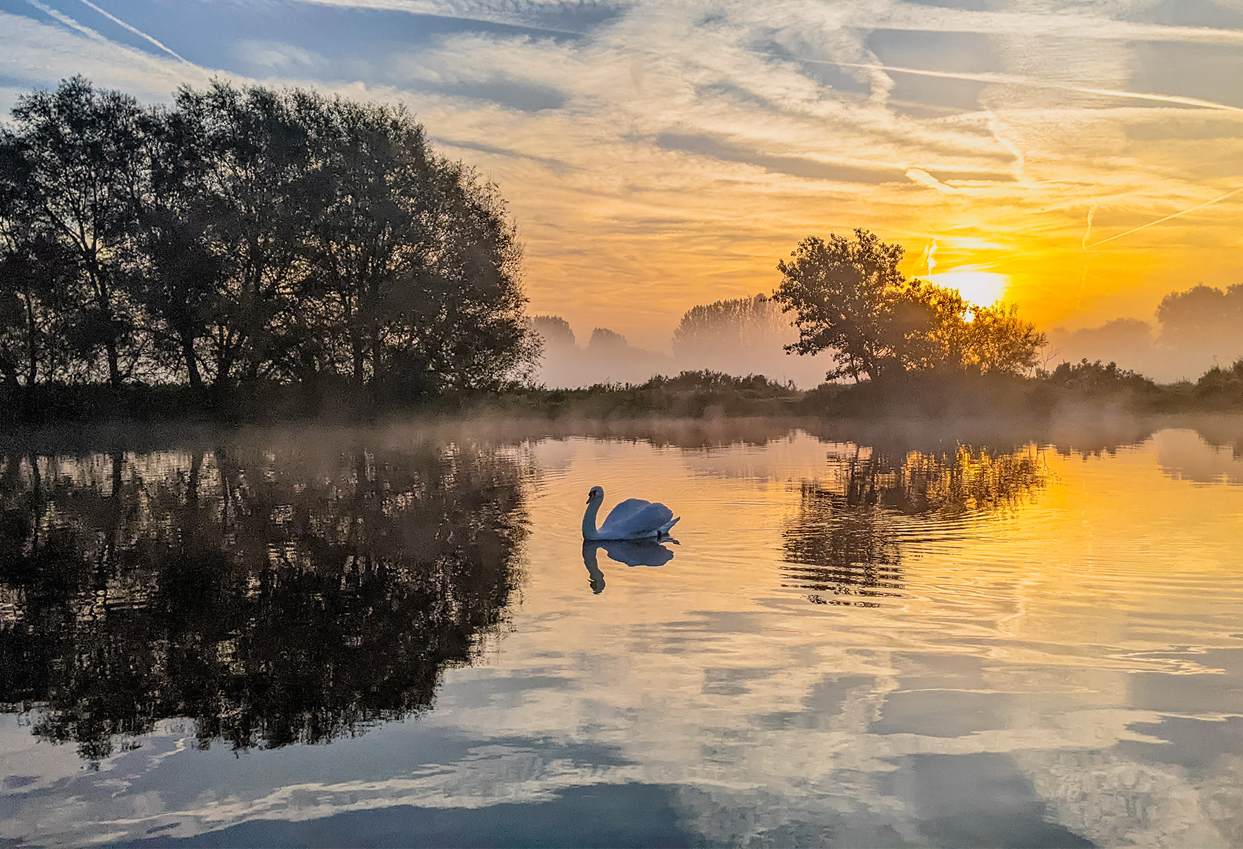 A swan drifts along the river Thames against the setting sun