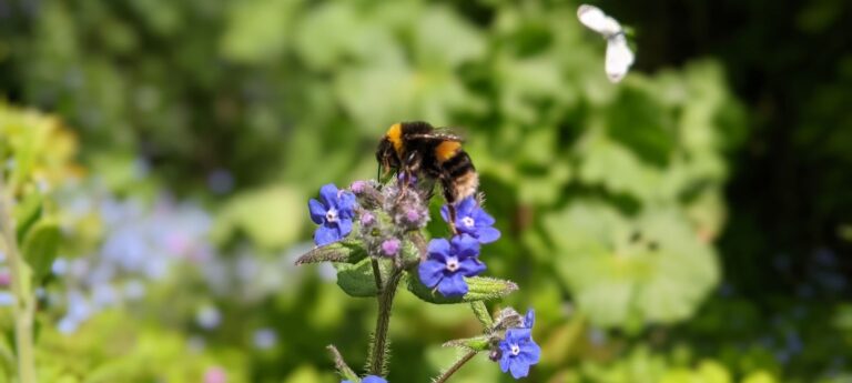 A bumblebee on some flowers