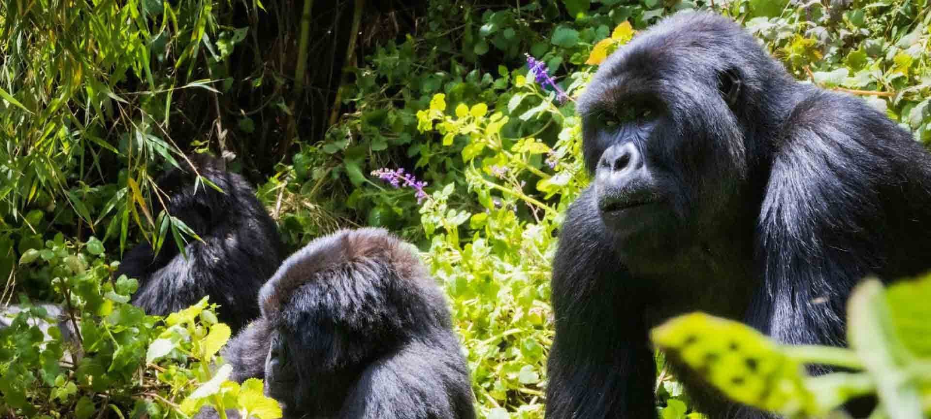 A close up of 2 gorillas amid lush green foliage