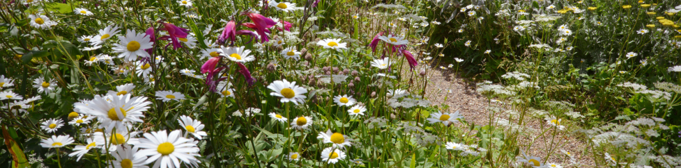 an image of flowers in a garden
